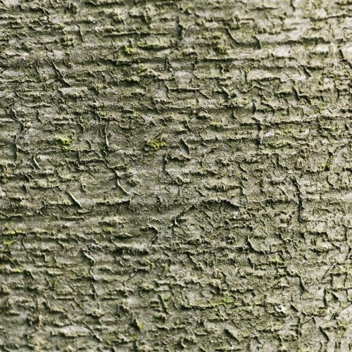 close-up-beautiful-tree-bark-texture