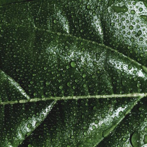 detail-green-leaf