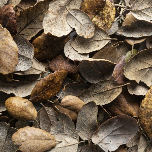 flat-lay-dry-leaves