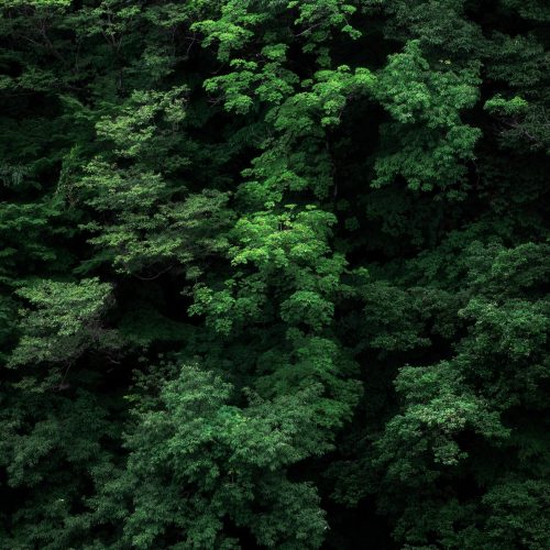 A vertical shot of the branches of green tree perfect for background